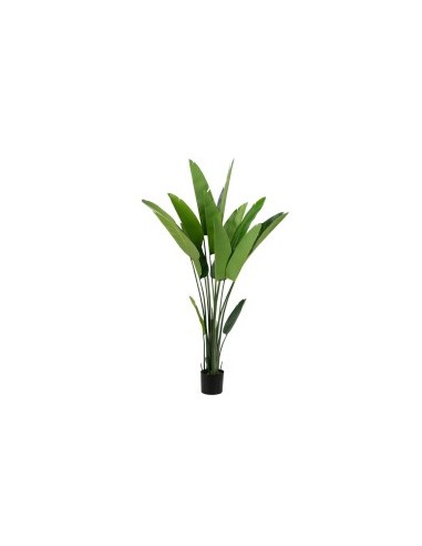 PIANTA 801277 BANANO 200CM PVC